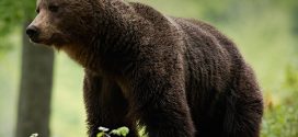 Ursii nu sunt animale de companie: Pericolul din spatele hranirii pradatorilor pe marginea drumului