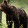 Ursii nu sunt animale de companie: Pericolul din spatele hranirii pradatorilor pe marginea drumului