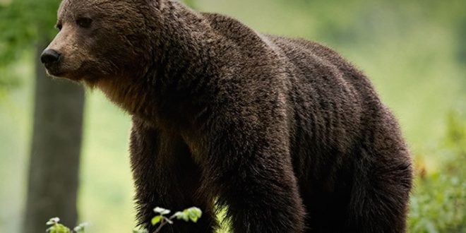 Ursii nu sunt animale de companie: Pericolul din spatele hranirii pradatorilor pe marginea drumului