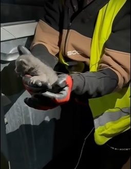 Lectie de omenie la Targoviste: Pui de pisica salvat dintr-o pubela si adoptat de un angajat al primariei