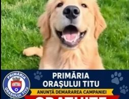 Dambovita, Titu: Problema cainilor fara stapan trebuie rezolvata, incepem cu preventia