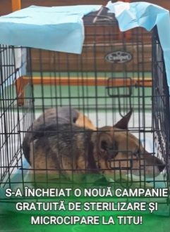 Dambovita, Titu: Campania gratuita de sterilizare a avut un real succes